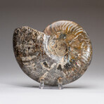 Genuine Polished Ammonite Fossil // 2.25 lbs