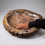 Genuine Large Polished Petrified Wood Bowl