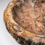 Genuine Large Polished Petrified Wood Bowl