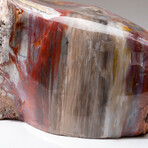 Large Genuine Polished Petrified Wood Stump