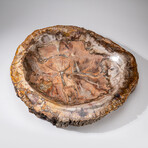 Genuine Large Polished Petrified Wood Bowl