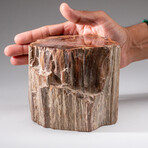 Genuine Polished Petrified Wood Stump