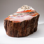 Large Genuine Polished Petrified Wood Stump