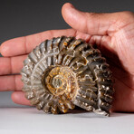 Genuine Duvilliceras Ammonite Fossil