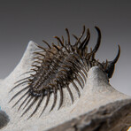 Two Ceratarges Spinosus Trilobites in Matrix from Morocco