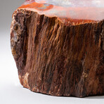 Large Genuine Polished Petrified Wood Stump