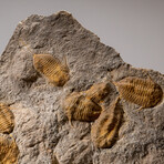 Genuine Trilobite Cluster in Matrix with Acrylic Display Stand