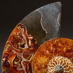 Genuine Polished Ammonite Slice // 248 g