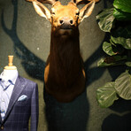 The Refined Gentleman's Set (Designer Travels to You)