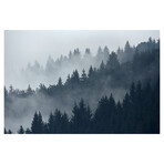 Misty Pine Wall Mural (104"W x 104"H)