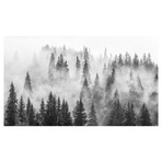 Forest of Shadows Wall Mural (104"W x 104"H)