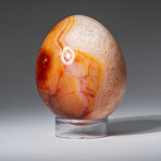 Genuine Polished Gem Carnelian Agate 2.5" Egg With Acrylic Display Stand