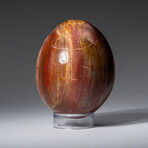 Genuine Polished Petrified Wood 3" Egg With Acrylic Display Stand