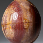 Genuine Polished Petrified Wood 3" Egg With Acrylic Display Stand