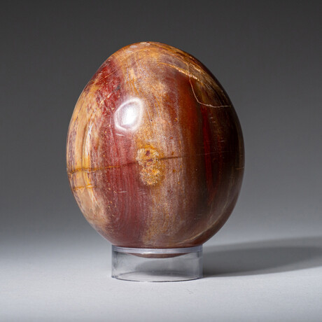 Genuine Polished Petrified Wood 3" Egg With Acrylic Display Stand