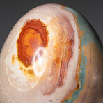 Genuine Polished Polychrome 3.5" Egg With Acrylic Display Stand