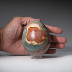 Genuine Polished Polychrome 3.5" Egg With Acrylic Display Stand