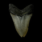 4.53" High Quality Megalodon Tooth
