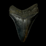 4.63" Serrated Megalodon Tooth