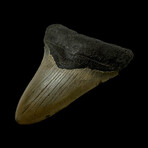 4.49" Serrated Megalodon Tooth