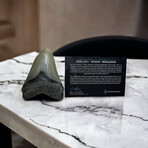 4.53" High Quality Megalodon Tooth