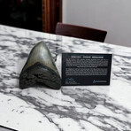 4.98" Serrated Megalodon Tooth