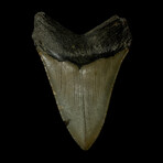 5.17" Serrated Megalodon Tooth