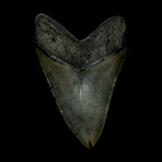 4.97" Serrated Megalodon Tooth