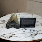 5.48" Serrated Megalodon Tooth