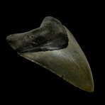 4.97" Serrated Megalodon Tooth