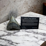 4.19" High Quality Megalodon Tooth