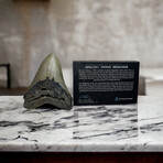 4.60" Megalodon Tooth