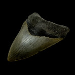 4.97" Serrated Megalodon Tooth