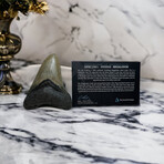 4.49" Serrated Megalodon Tooth