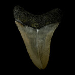 4.49" Serrated Megalodon Tooth