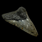 4.42" Colorful Megalodon Tooth
