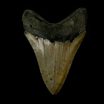 4.55" Serrated Megalodon Tooth