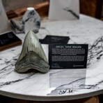 5.51" High Quality Megalodon Tooth