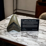 5.17" Serrated Megalodon Tooth