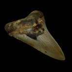 4.45" Serrated Megalodon Tooth