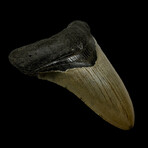 4.49" Serrated Megalodon Tooth