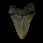 4.46" Megalodon Tooth