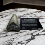 5.02" Serrated Megalodon Tooth