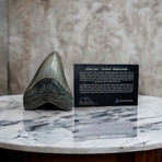 4.94" Serrated Megalodon Tooth