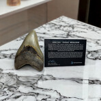 4.87" Serrated Megalodon Tooth