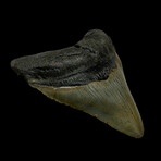 4.19" High Quality Megalodon Tooth