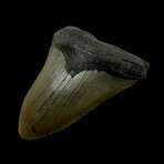 4.53" High Quality Megalodon Tooth