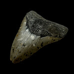 4.42" Colorful Megalodon Tooth