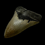5.02" Serrated Megalodon Tooth