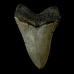 5.02" Serrated Megalodon Tooth